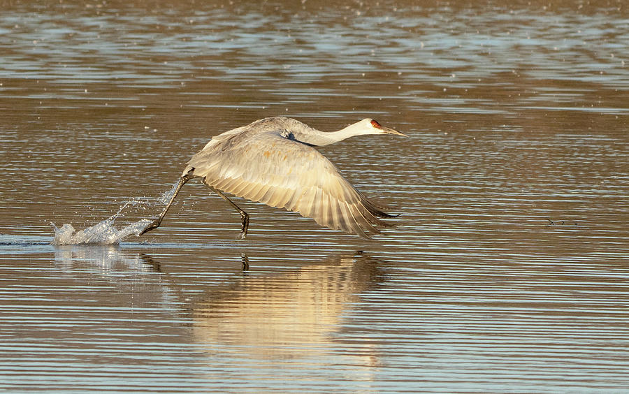 Sandhilll Crane takeoff from pond Photograph by Jack Nevitt