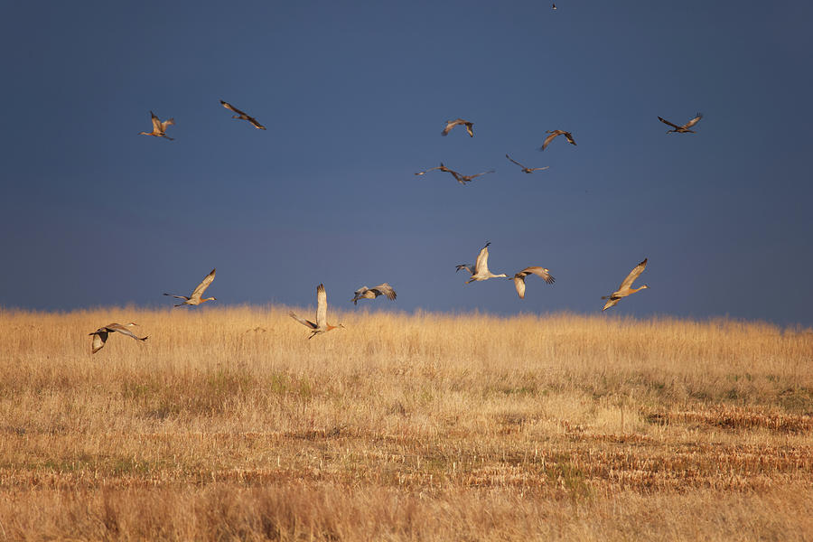 Sandhills Cranes Photograph by Brook Burling