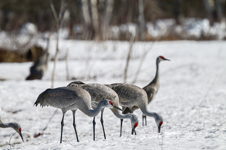 Sandhills Feeding Photograph by Harry Banks Sandhills Feeding Photograph by Harry Banks