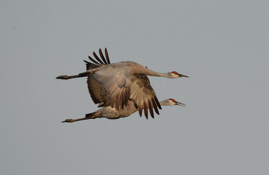 Sandhills In Flight Photograph By Whispering Peaks Photography 