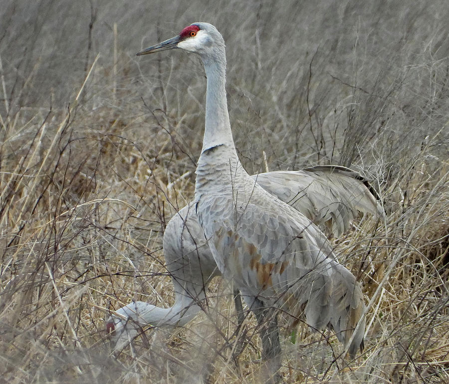 Sandill Cranes Photograph by Scott Tompkins - Fine Art America