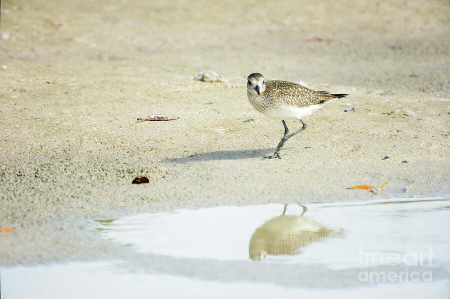 Sandpiper And Its Reflection Photograph by Felix Lai