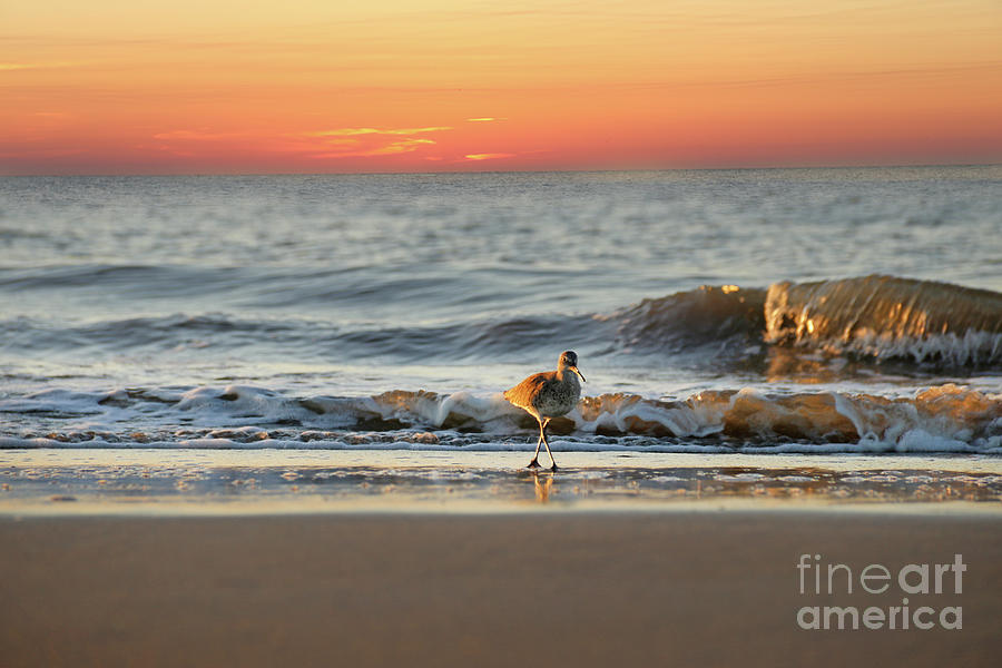 Sandpiper at Sunrise 8718 Photograph by Jack Schultz