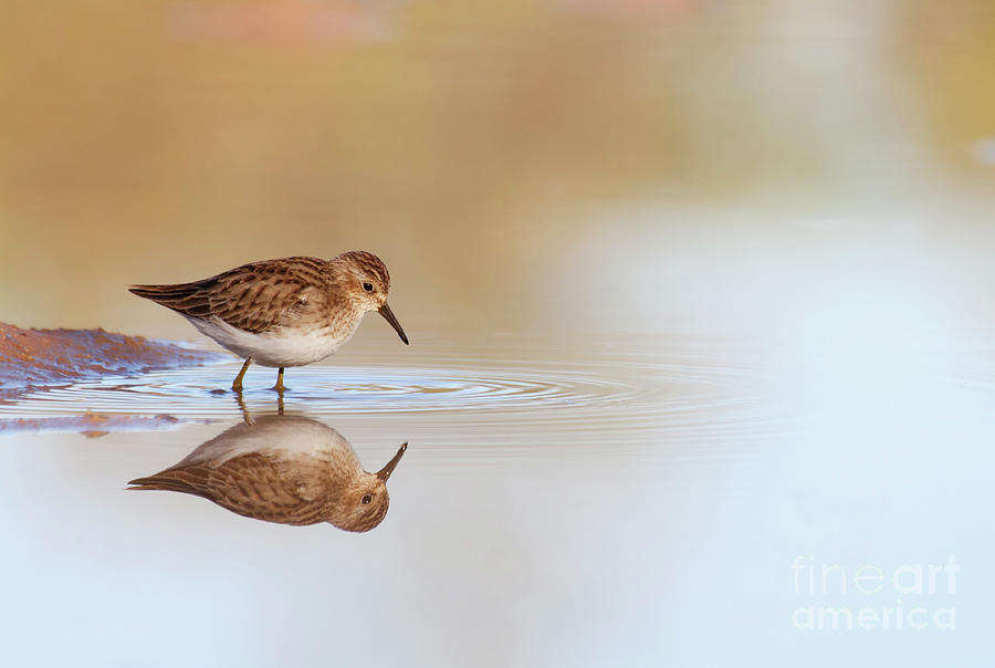 Sandpiper at Sunrise Photograph by Ruth Jolly