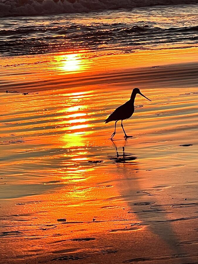 Sandpiper at Sunset at Crystal Cove Beach near Laguna Beach, California Photograph by Matthew Bamberg