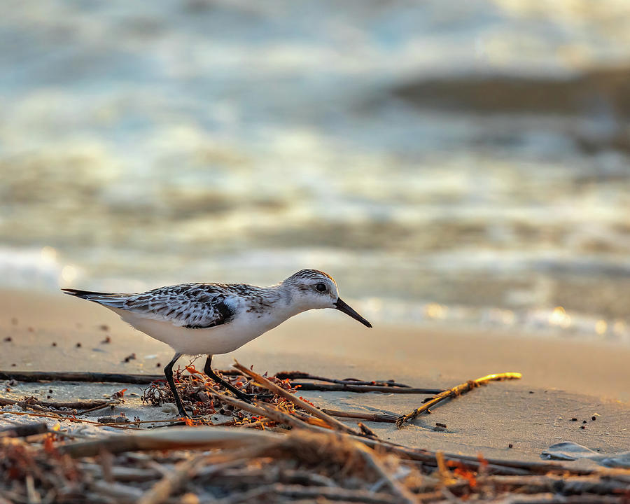 Sandpiper Photograph by Bryan Williams