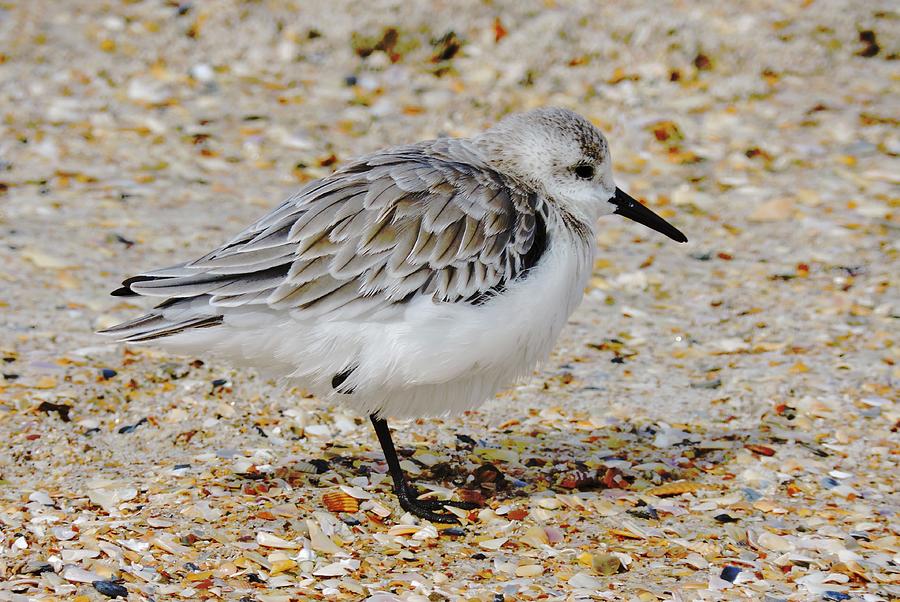 Sandpiper Photograph by Deborah Giglio-Percy - Fine Art America