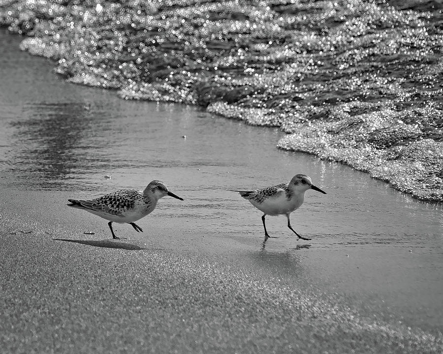 Sandpiper Excursion - Black and White Photograph by Nikolyn McDonald