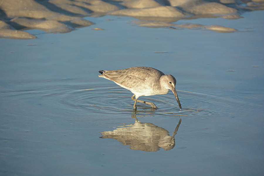 Sandpiper Hunting on the Shore Photograph by Pamela Williams