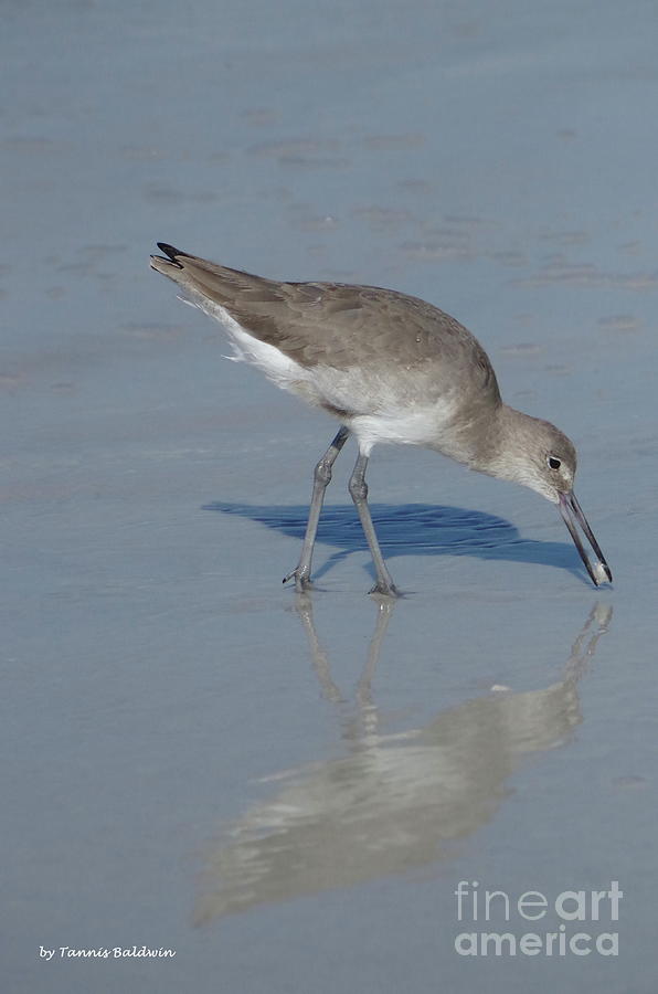 Sandpiper Photograph - Sandpiper hunting reflection by Tannis Baldwin