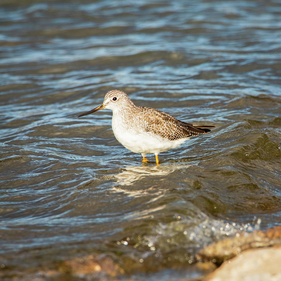 Sandpiper in the Shallows Photograph by Mike Lee