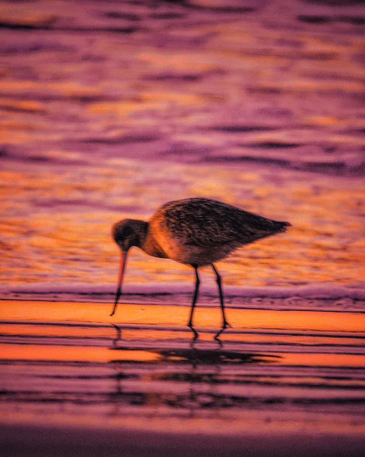 Sandpiper on the early morning Beach  Photograph by Tommy Anderson