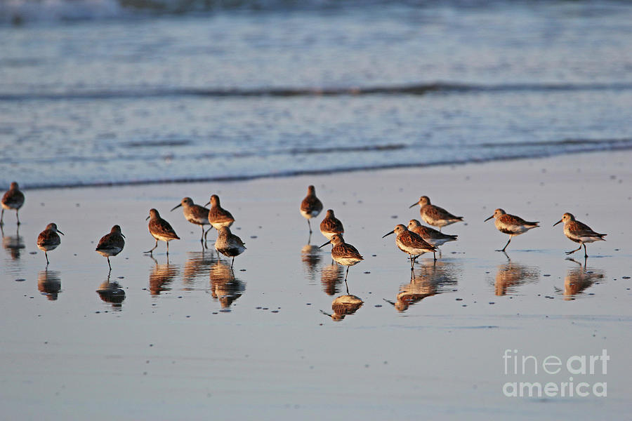 Sandpiper Reflections  9217 Photograph by Jack Schultz