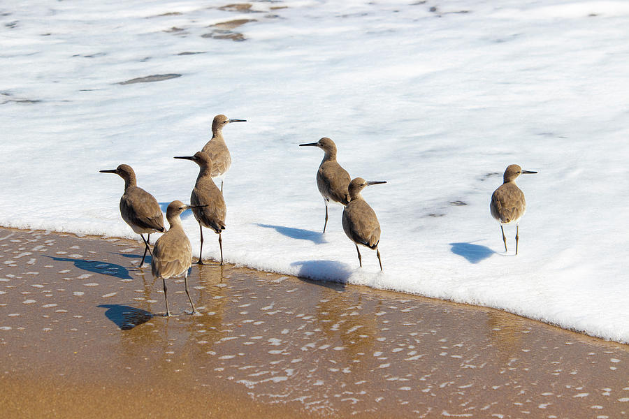 Sandpipers Ocean Stakeout Photograph by Blair Damson