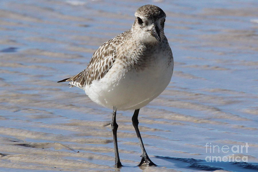 Sandpiper Strolling On The Beach Photograph By Brian Baker