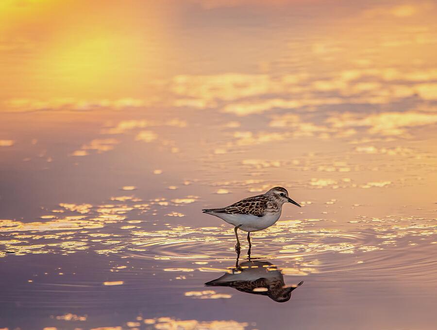 Sandpiper Sunset Photograph by Tracy Munson
