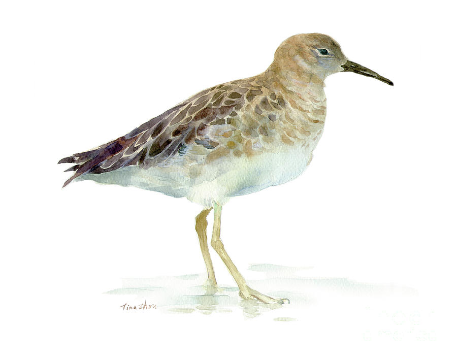 Sandpiper Painting by Tina Zhou