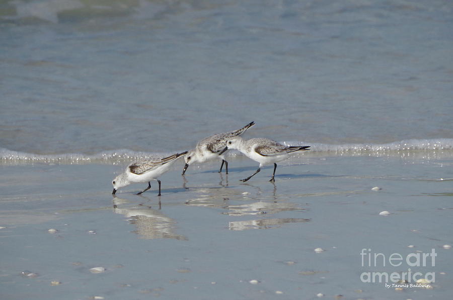 Bird Photograph - Sandpiper Trio in Tampa by Tannis Baldwin