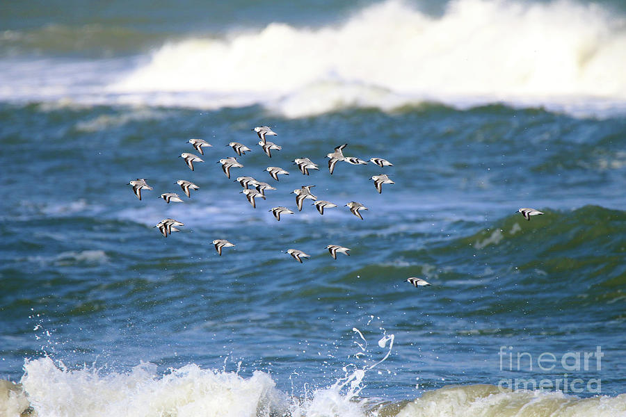 Sandpipers 3422 Photograph by Jack Schultz