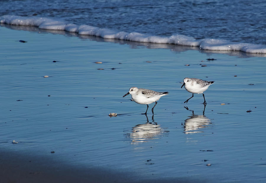 Sandpipers along the Shore Photograph by Carolyn Derstine