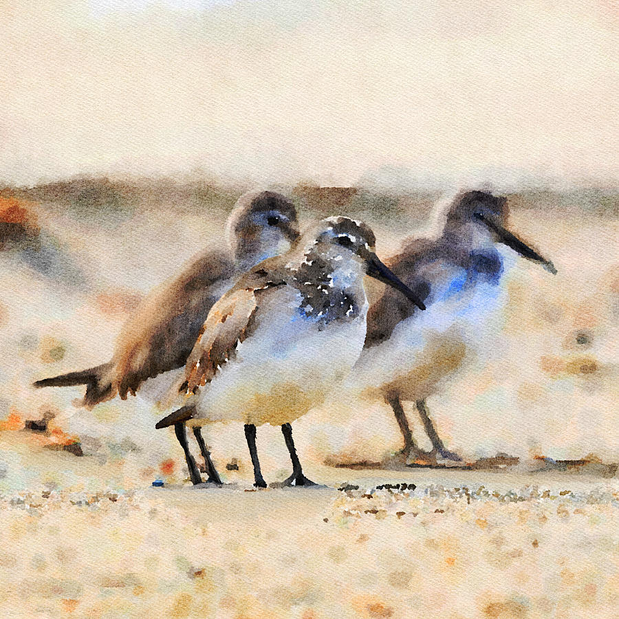 Sandpipers Mixed Media by Ann Leech