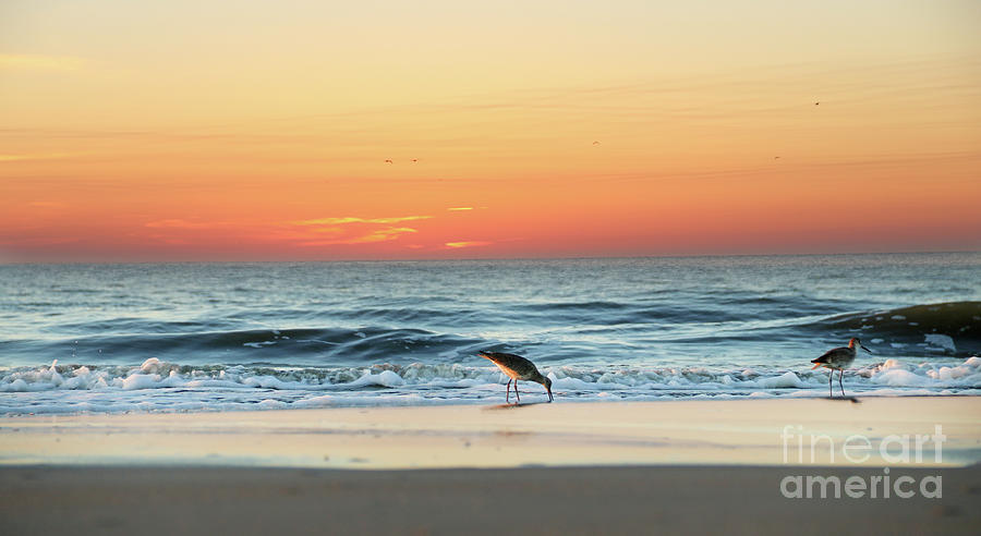 Sandpipers at Sunrise 8707 Photograph by Jack Schultz