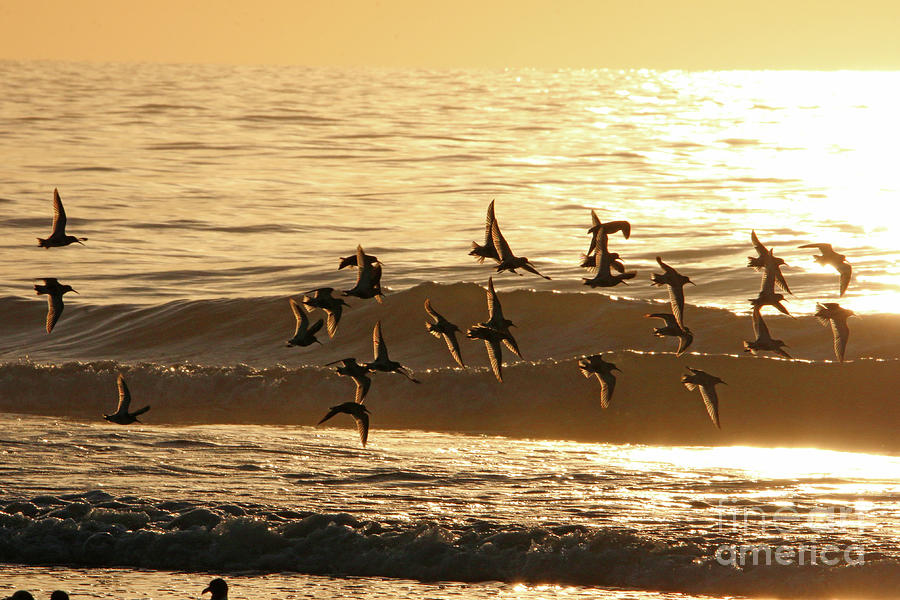 Sandpipers at Sunrise 9266 Photograph by Jack Schultz