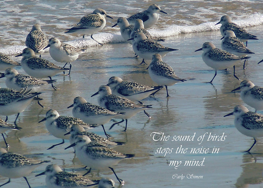Sandpipers Bringing Calm Photograph by Nancy Griswold