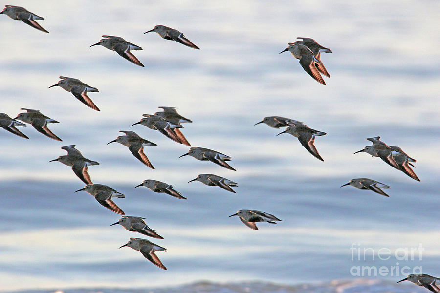 Sandpipers in Flight  9243 Photograph by Jack Schultz