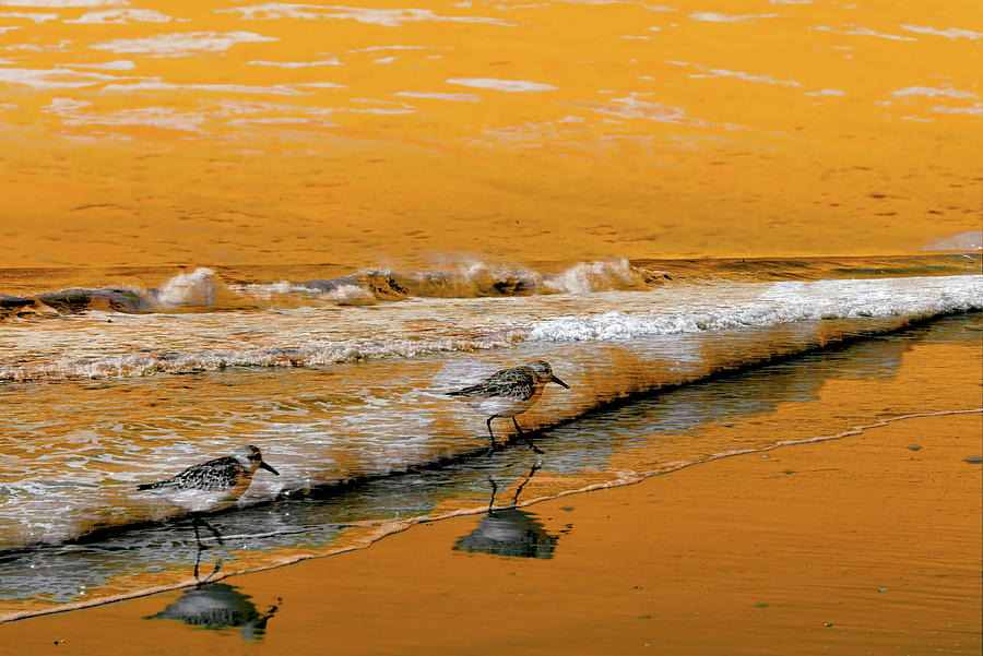 Sandpipers In The Surf Photograph