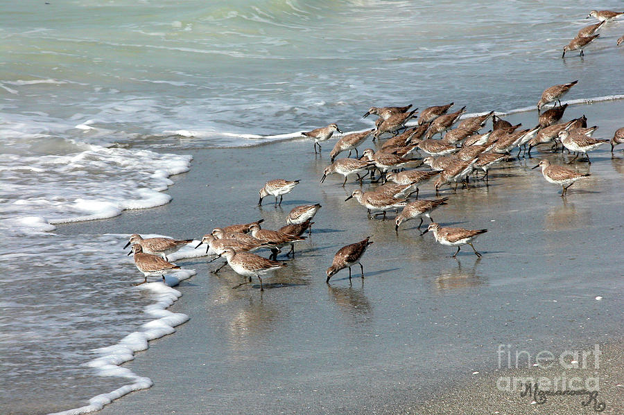 Sandpipers Photograph by Mariarosa Rockefeller