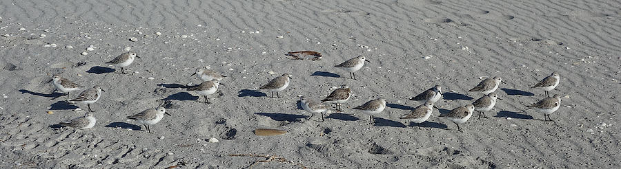 Bird Photograph - Sandpipers of Sanibel Island by Melinda Saminski