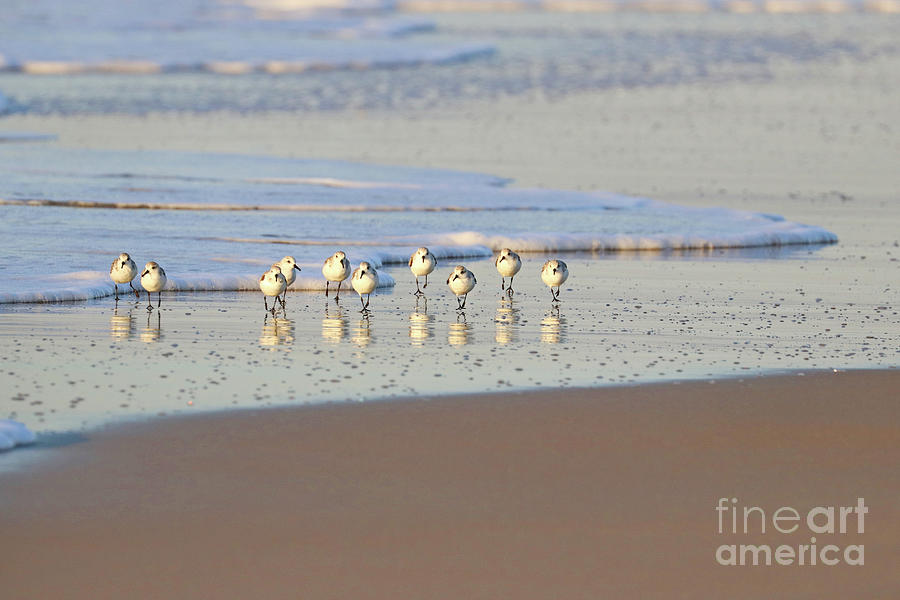 Sandpipers on Beach 9571 Photograph by Jack Schultz