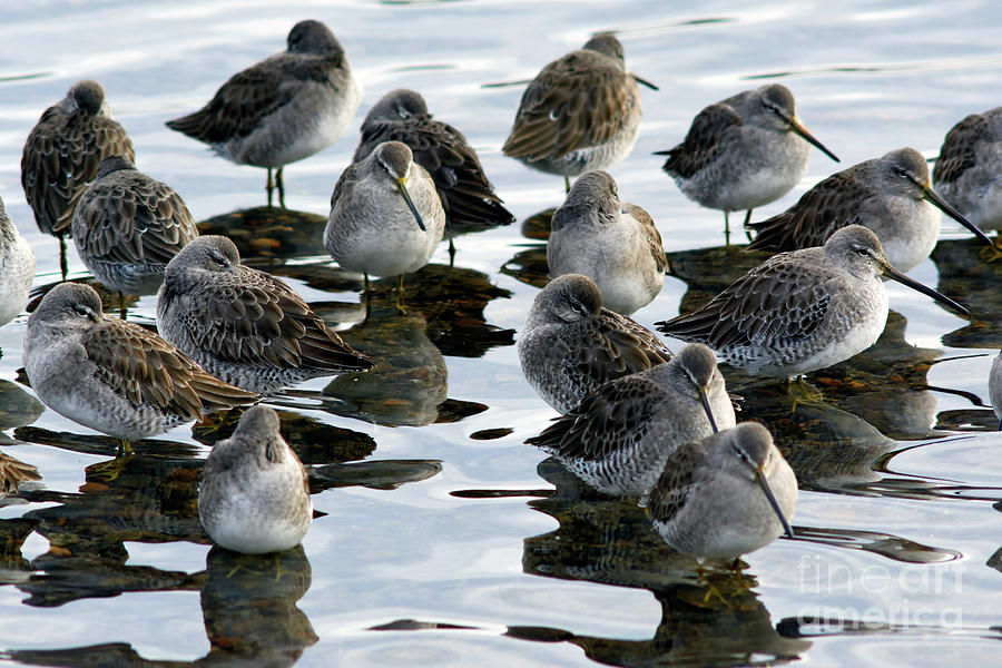 Bird Photograph - Sandpipers On Burnaby Lake 2 by Terry Elniski