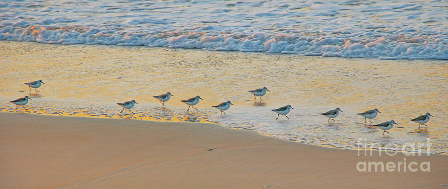 Sandpipers on the Beach 1108 Photograph by Jack Schultz