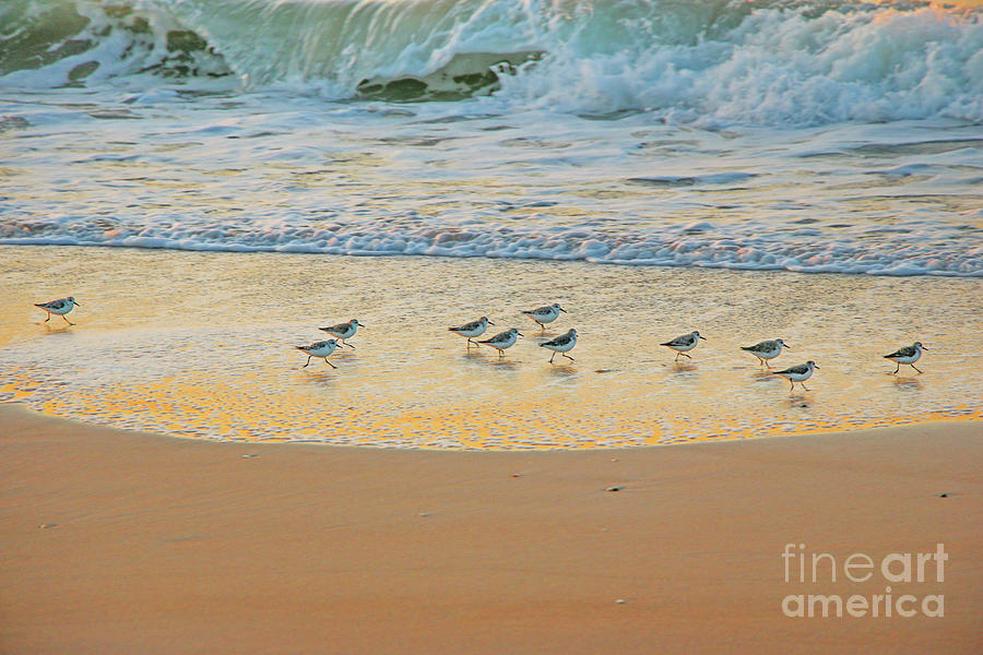 Sandpipers on the Beach 1110 Photograph by Jack Schultz