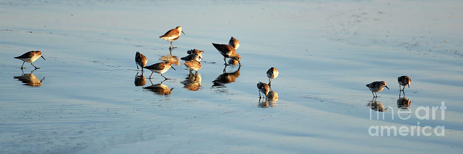 Sandpipers on the Beach Photograph by Denise Bruchman
