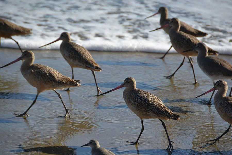 Sandpipers on the March Photograph by D Patrick Miller