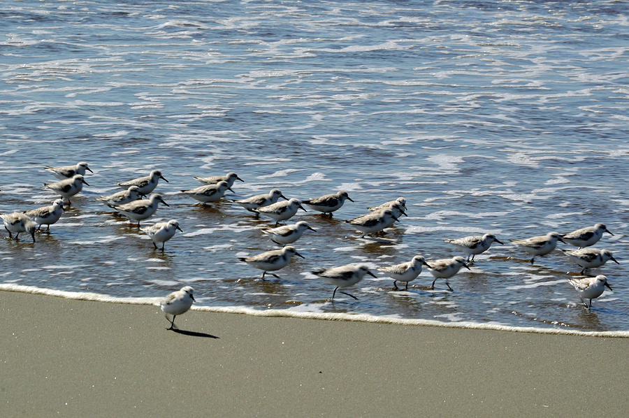 Sandpipers on the Run Photograph by Tikvahs Hope
