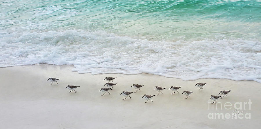 Sandpipers Running On The Beach Photograph by TK Goforth