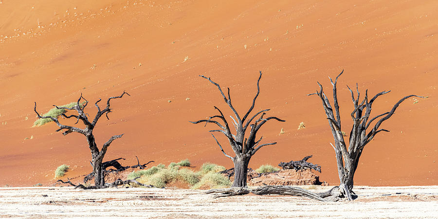 Sands and Trees of Deadvlei Photograph by Douglas Wielfaert
