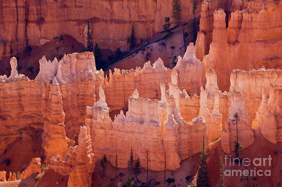 Sandstone Hoodoos, Bryce Canyon Amphitheatre, Utah, USA Photograph by Neale And Judith Clark
