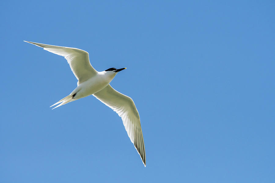 Seagull Photograph - Sandwich Tern by Arterra Picture Library