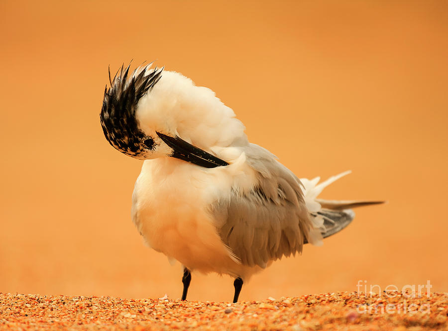 Sandwich Tern Photograph by John F Tsumas