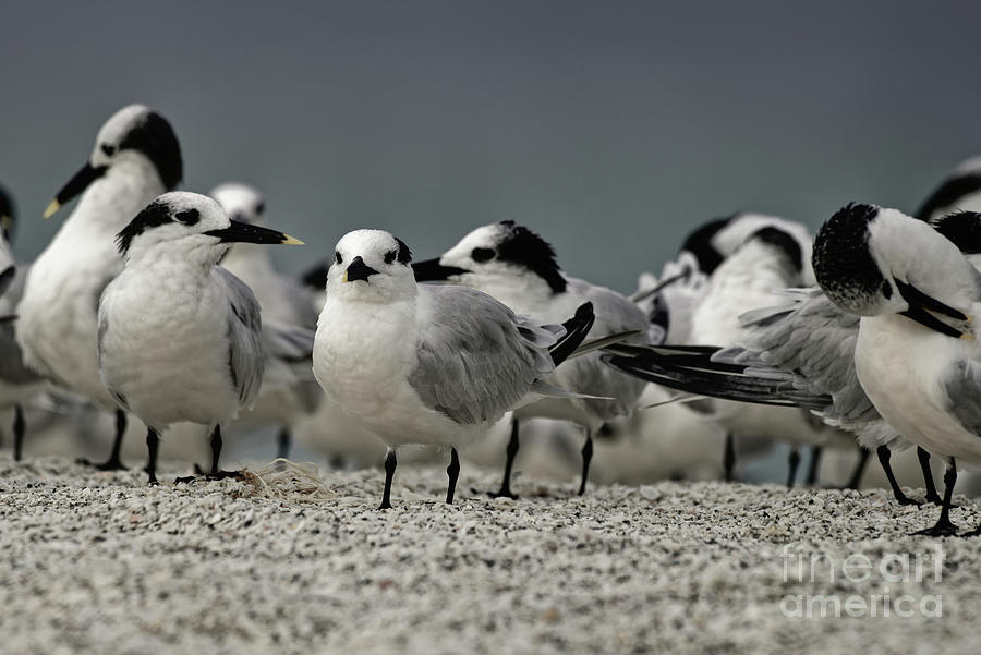 Sandwich Terns On The Beach 0607 Photograph By Marvin Reinhart Fine