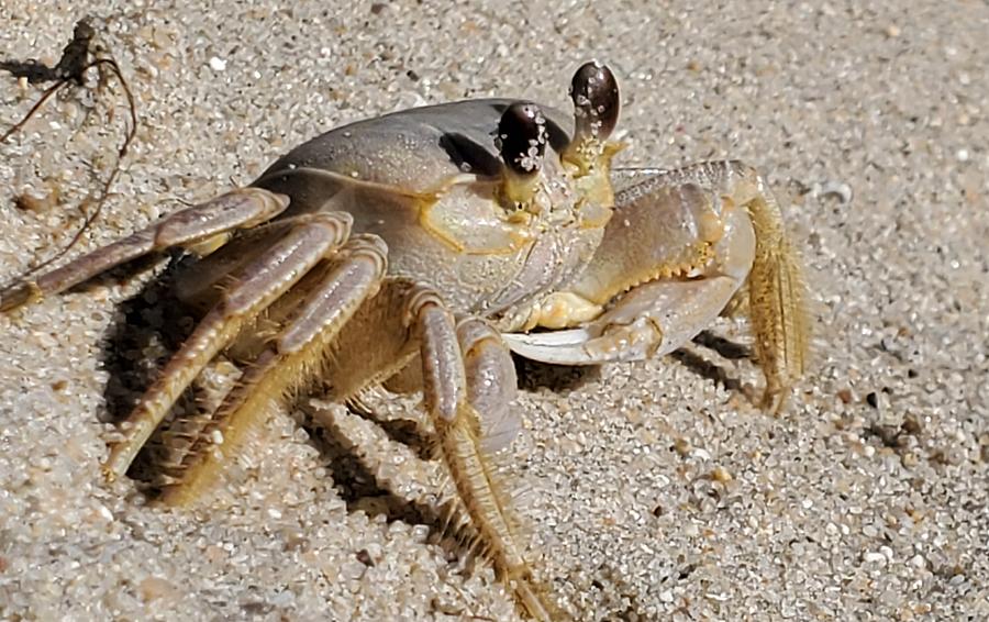 Sandy crab Photograph by Jacob Seachrist - Fine Art America