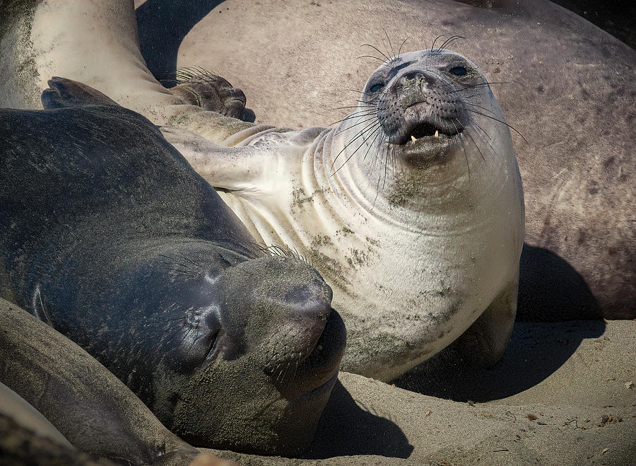 Sandy Cuddle Puddle Photograph by Richard Olson - Fine Art America