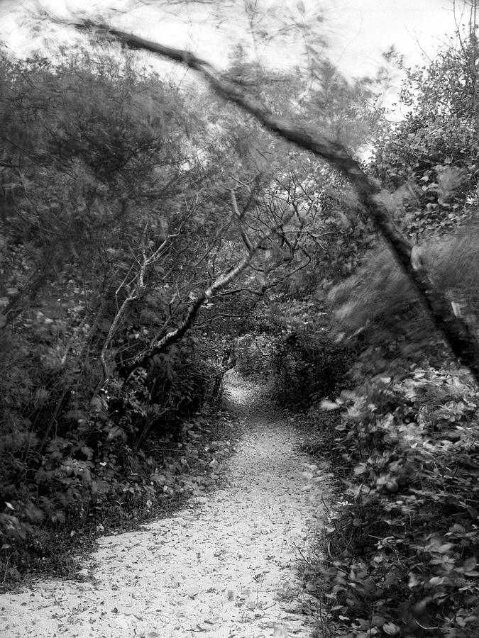 Sandy Path Through a Maritime Forest Photograph by Stephen Russell Shilling