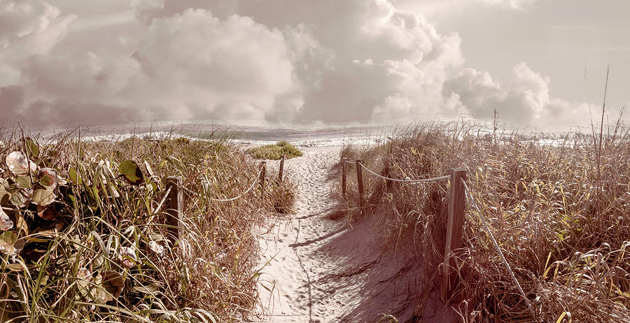 Sandy Path through the Soft Dunes Photograph by Debra and Dave Vanderlaan