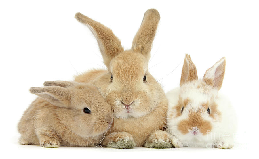 Sandy rabbit and babies Photograph by Warren Photographic